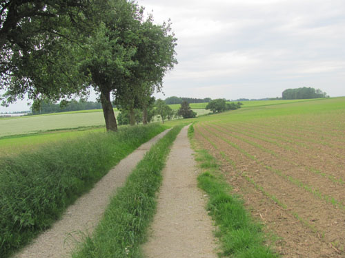 Wanderung Marchtrenk Weisskirchen wandern wanderweg